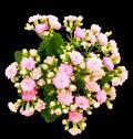 Kalanchoe flowers isolated on black