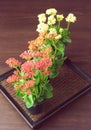 Kalanchoe flowers in little pots