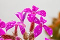 Kalanchoe flowers are purple in color, covered with dew droplets Royalty Free Stock Photo