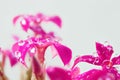 Kalanchoe flowers are purple in color, covered with dew droplets Royalty Free Stock Photo