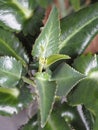 Kalanchoe health benefits.Close-up of leaves of an adult home medicinal plant Kalanchoe on a gray background