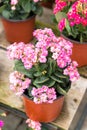 Kalanchoe house plant, close up