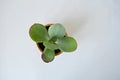 Kalanchoe house plant petals closeup over white