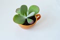 Kalanchoe house plant in orange cup closeup