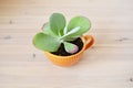 Kalanchoe house plant in orange cup