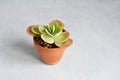 Kalanchoe house plant in terracota pot