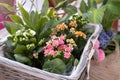 The Kalanchoe houseplant with small white, pink and orange flowers is sold at a flower shop. Royalty Free Stock Photo