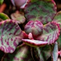 Kalanchoe humilis (Crassulaceae) - succulent plant with thick succulent leaves Royalty Free Stock Photo