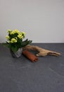 Kalanchoe indoor mini plant decoration with driftwood and cinnamon at grey wooden background with copy space for your own text