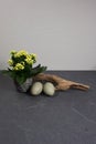 Kalanchoe indoor mini plant decoration with driftwood and eggs at grey wooden background with copy space for your own text