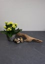 Kalanchoe indoor mini plant decoration with driftwood lapwing eggs at grey wooden background with copy space for your own text