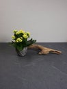 Kalanchoe indoor mini plant decoration with driftwood at grey wooden background with copy space for your own text