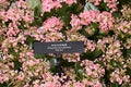 Kalanchoe -kerinci- Kalanchoe blossfeldiana