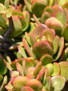 Kalanchoe luciae the paddle plant