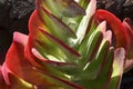 Kalanchoe luciae or the Paddle plant tropical succulent close up.Floral background.