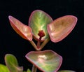 Kalanchoe nyikae (family Crassulaceae) - succulent plant with thick succulent leaves Royalty Free Stock Photo