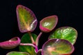 Kalanchoe nyikae (family Crassulaceae) - succulent plant with thick succulent leaves Royalty Free Stock Photo