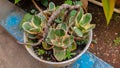 Kalanchoe ornamental flowers planted in plastic pots