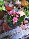 kalanchoe with pink flower 2 Royalty Free Stock Photo