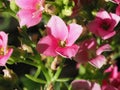 kalanchoe pink flower Royalty Free Stock Photo