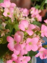 Kalanchoe pink flower scient. class. Saxifragales Crassulaceae Royalty Free Stock Photo
