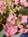 Kalanchoe pink flower scient. class. Saxifragales Crassulaceae Royalty Free Stock Photo