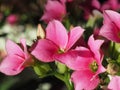 kalanchoe pink flower Royalty Free Stock Photo