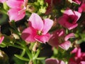 kalanchoe pink flower Royalty Free Stock Photo