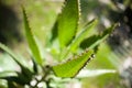 Mother of Thousands, Mexican Hat plant, Chandelier plant, Kalanchoe, leaf with tiny plantlets kalanchoe pinnata Royalty Free Stock Photo