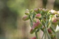 Kalanchoe pinnata or chodakku plant and green flower with bokhe background of Royalty Free Stock Photo