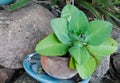 Kalanchoe pinnata or Crassulaceae or Bryophyllum daigremontiana, Mother of Thousands, Plants with leaves much inbreeding.