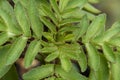 Kalanchoe pinnata green leaves, shallow focus Royalty Free Stock Photo