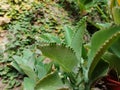 Kalanchoe pinnata green tiny plantlets around edges of parent plant. Kalanchoe Mother of Thousands , macro, close up