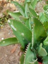 Kalanchoe pinnata green tiny plantlets around edges of parent plant. Kalanchoe Mother of Thousands , macro, close up