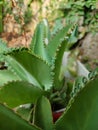 Kalanchoe pinnata green tiny plantlets around edges of parent plant. Kalanchoe Mother of Thousands , macro, close up