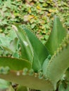 Kalanchoe pinnata green tiny plantlets around edges of parent plant. Kalanchoe Mother of Thousands , macro, close up