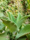 Kalanchoe pinnata green tiny plantlets around edges of parent plant. Kalanchoe Mother of Thousands , macro, close up