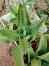 Kalanchoe pinnata green tiny plantlets around edges of parent plant. Kalanchoe Mother of Thousands , macro, close up