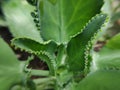 Kalanchoe pinnata plant close up makro fresh green