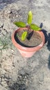 Kalanchoe pinnata plant growing in the plastic pot Royalty Free Stock Photo