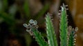 Kalanchoe pinnate plantlets or adventitious bud Royalty Free Stock Photo