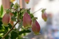 Kalanchoe porphyrocalyx in bloom, succulent flowering plant with flowers bell shaped, pink and yellow color