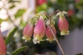 Kalanchoe porphyrocalyx in bloom, succulent flowering plant with flowers bell shaped, pink and yellow color