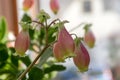 Kalanchoe porphyrocalyx in bloom, succulent flowering plant with flowers bell shaped, pink and yellow color