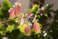 Kalanchoe porphyrocalyx in bloom, succulent flowering plant with flowers bell shaped, pink and yellow color