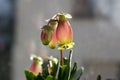 Kalanchoe porphyrocalyx in bloom, succulent flowering plant with flowers bell shaped, pink and yellow color