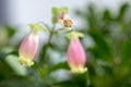 Kalanchoe porphyrocalyx in bloom, succulent flowering plant with flowers bell shaped, pink and yellow flowers on stem