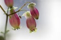 Kalanchoe porphyrocalyx in bloom, succulent flowering plant with flowers bell shaped, pink and yellow flowers on stem