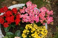 Kalanchoe potted plants in four colors of red, yellow and white powder grown in the garden