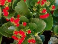 Kalanchoe red flower texture